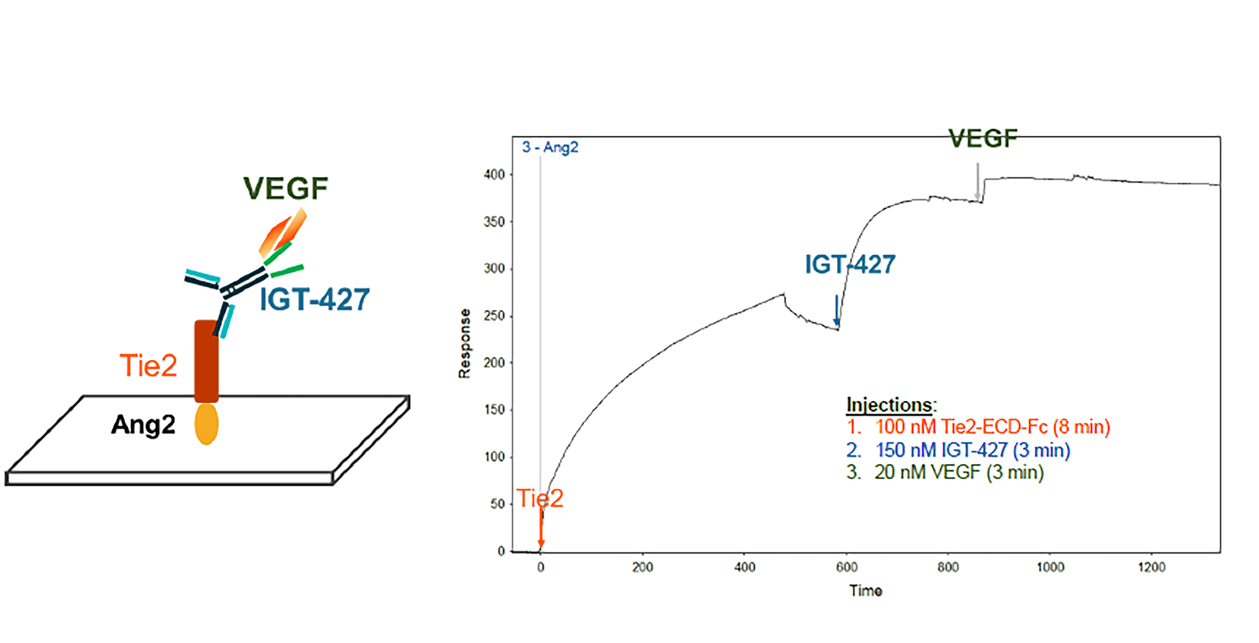 ingenia figure 1